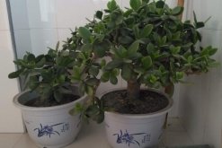 燕子掌冬天怎么養(yǎng)殖，做好以下4點可保植株順利越冬"