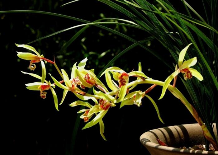 十種名貴的蘭花品種，素冠荷鼎拍出千萬高價"