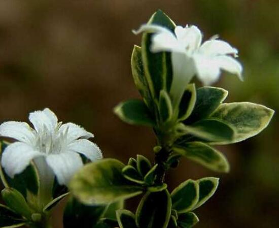 六月雪用什么土，盤點最佳盆土比例配制(沙質(zhì)土壤最佳)"