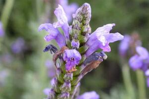 薰衣草有毒嗎，薰衣草可以放在臥室嗎/無毒放心養(yǎng)殖