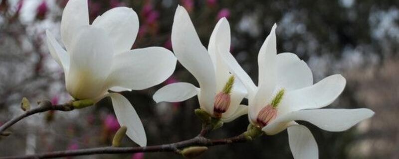 玉蘭花的形狀像什么"