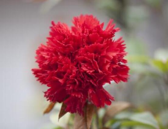 送康乃馨代表什么意思，代表著對(duì)母親深深的愛(ài)"