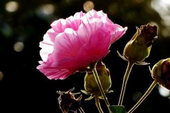 芙蓉花葉子蔫了怎么辦，找到原因立即處理"