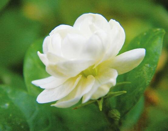 盆栽茉莉花怎么施肥，做好五點(diǎn)就能生長(zhǎng)郁郁蔥蔥"