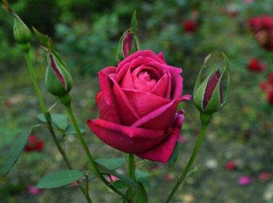 月季適合送給什么人，盤(pán)點(diǎn)送五個(gè)最適宜人"