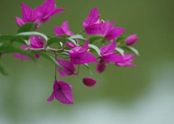 三角梅的養(yǎng)護，教你兩種簡單養(yǎng)護方法(花期前和花期后)"