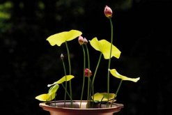 荷花怎么養(yǎng)殖，想養(yǎng)好荷花必須要做好以下5點(diǎn)"