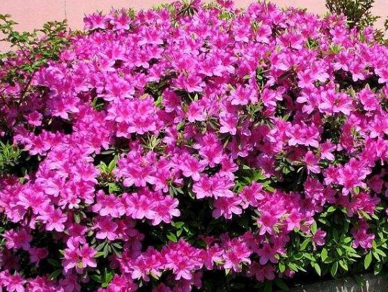 杜鵑花什么時(shí)候開，不同品種不同時(shí)期開"