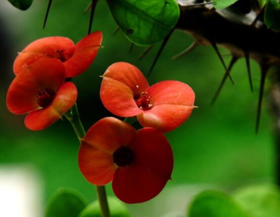 虎刺梅花能開(kāi)多長(zhǎng)時(shí)間，一年365天均可開(kāi)花(春夏秋冬)"