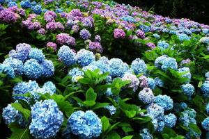 繡球花怎么繁殖，繡球花的扦插方法"