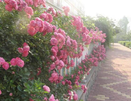 薔薇花語是什么，薔薇花語代表著美好的愛情與愛的思念"