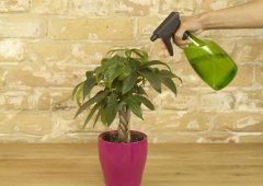 發(fā)財樹多久澆一次水，發(fā)財樹澆水的正確方法