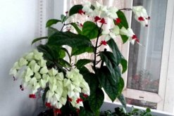 龍吐珠花怎么養(yǎng)，保證充足的光照以及合理肥水"