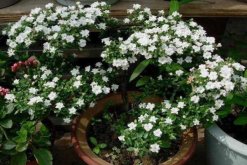 六月雪開花時間，每年的5-7月開花（6月開的最旺）"