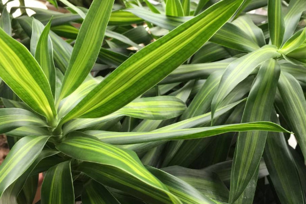 百合竹的養(yǎng)殖方法和注意事項(xiàng)，不可缺少光線照射"