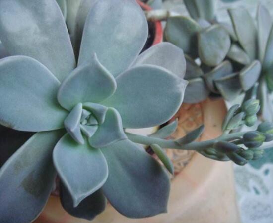 寶石花怎么養(yǎng)，老農總結六大基本養(yǎng)殖方法"