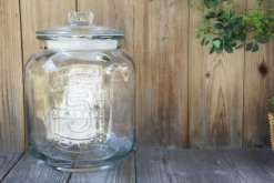 三角梅的水培方法，三步即可完成三角梅的水培"