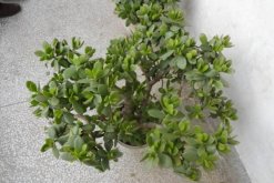 燕子掌可以凈化空氣嗎，凈化效果非常明顯"