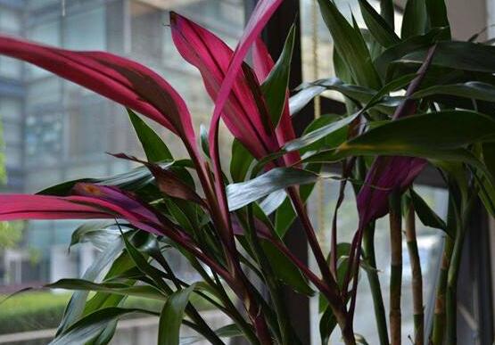 富貴竹應(yīng)該養(yǎng)幾支才合適，盤點(diǎn)最合適的五種養(yǎng)支數(shù)(1/2/6/8/9)"