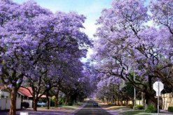 藍(lán)花楹的花語(yǔ)，寧?kù)o深遠(yuǎn)、抑郁絕望"