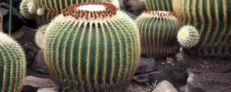 不用澆水的植物"