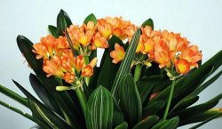 君子蘭施肥用雞蛋，可以促進(jìn)它的生長(zhǎng)"