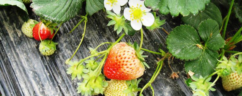 草莓葉子突然軟了"