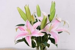 香水百合有毒嗎，花朵無毒但花香有微毒"