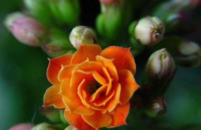 水培長(zhǎng)壽花注意事項(xiàng)，及時(shí)換水是關(guān)鍵"