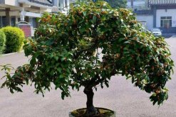 桂花樹(shù)怎么修剪，4步即可完成桂花樹(shù)的修剪"