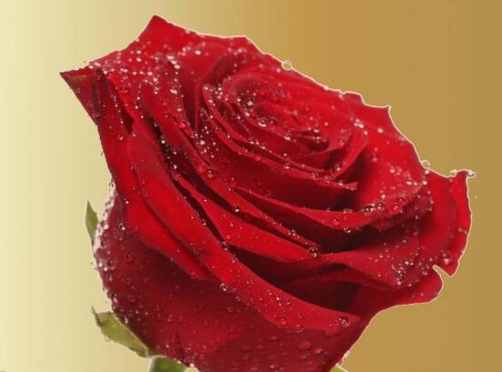 玫瑰花怎么養(yǎng)，玫瑰花養(yǎng)殖方法"