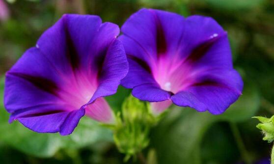 牽?；ㄓ卸締?，牽牛花適合在室內(nèi)養(yǎng)嗎"