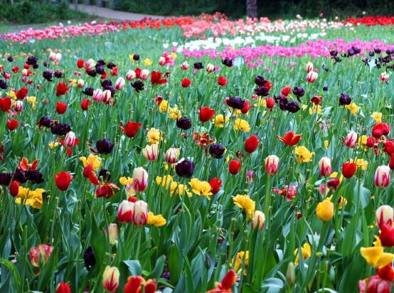 郁金香品種，郁金香七大品種百花齊放"