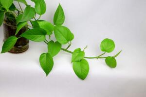 綠蘿快速長藤小妙招，保證水量控制光照"