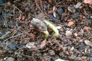 向日葵什么時(shí)候播種，向日葵繁殖方法