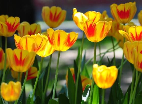 郁金香的花語及傳說，代表著愛的表白、永恒的祝福