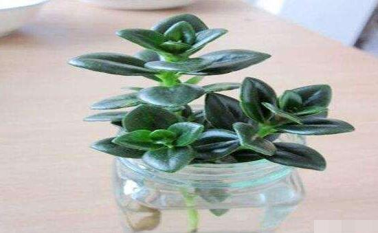 牡丹吊蘭怎么繁殖，教你兩種繁殖方法(水培和土培)"