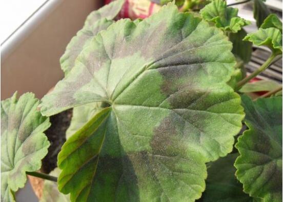 天竺葵葉子發(fā)黃怎么辦，天竺葵葉子發(fā)黃解決辦法"