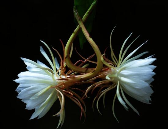 曇花的養(yǎng)殖方法和注意事項(xiàng)，老農(nóng)總結(jié)七大最實(shí)用養(yǎng)殖方法"