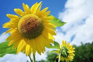 向日葵花語是什么，向日葵的寓意象征著光明與熱情"