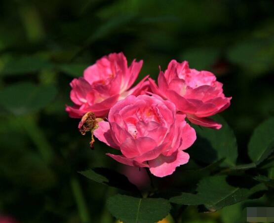 薔薇花怎么不開花，教你三種原因以及解決方法"