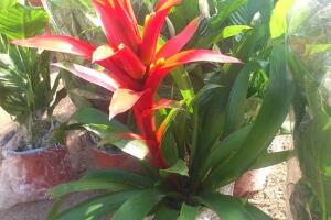 鴻運(yùn)當(dāng)頭什么時(shí)候開(kāi)花，鴻運(yùn)當(dāng)頭一年開(kāi)幾次花"