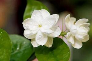 家里為什么不能種茉莉，香味過濃寓意不好"