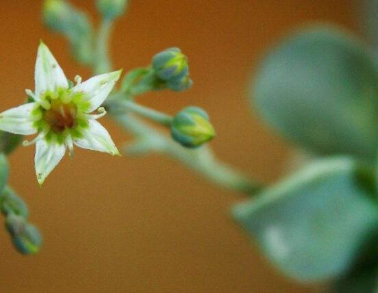 寶石花怎么澆水，不同季節(jié)不同澆水量(控水為主)"
