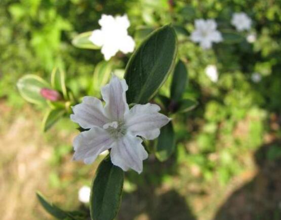 六月雪花期，六月雪花期持續(xù)達60天(5-7月份)"