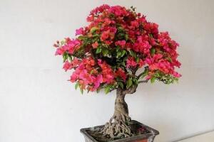 三角梅怎么修剪，三角梅的修剪方法"