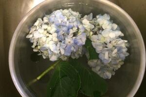 繡球花為什么蔫了，繡球花蔫了怎么辦"