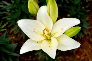 百合花的藥用價值，百合花的功效與作用"