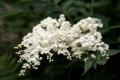 六月雪有幾個品種，兩個品種四個變種"