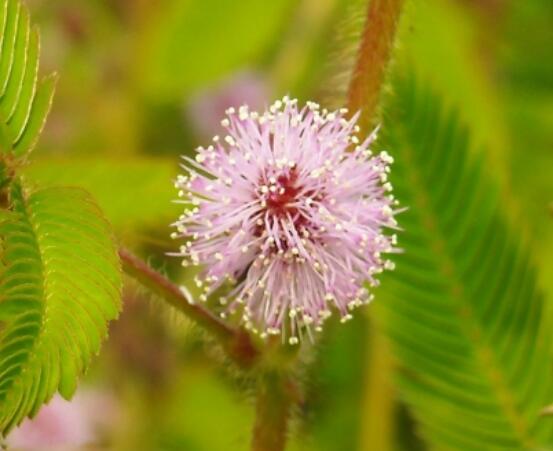 含羞草的作用與功效，預(yù)測地震、消腫止痛"